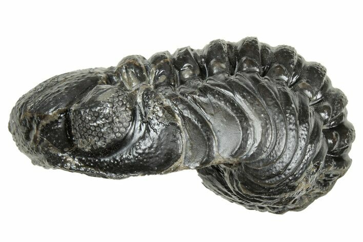 Long, Curled Austerops Trilobite - Morocco #323521